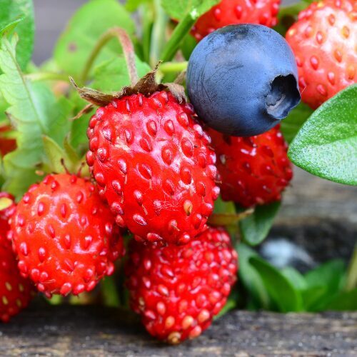 Čajové svíčky LESNÍ PLODY